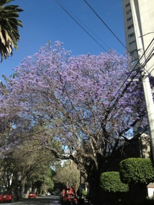 Jacaranda