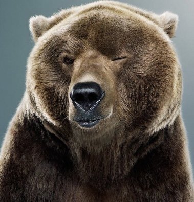 winking-bear