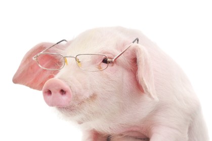 smart_pig