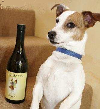 ¡Adiestrar a la perra!